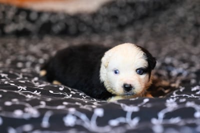 Les chiots de Berger Américain Miniature 