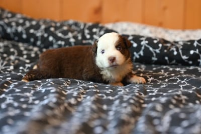 Les chiots de Berger Américain Miniature 