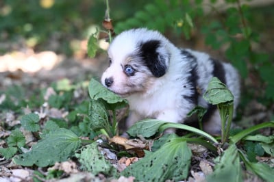 Les chiots de Berger Américain Miniature