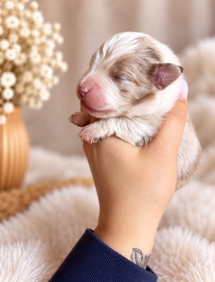Les chiots de Berger Américain Miniature 