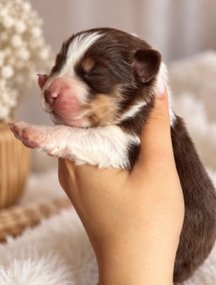 Les chiots de Berger Américain Miniature 