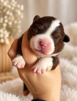 Les chiots de Berger Américain Miniature 