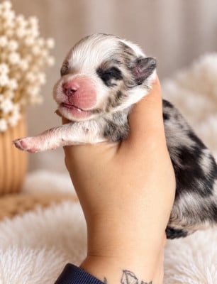 Les chiots de Berger Américain Miniature 