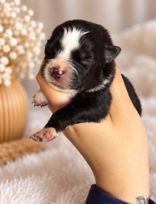 Les chiots de Berger Américain Miniature 