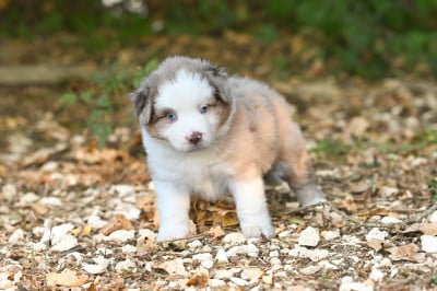 Les chiots de Berger Américain Miniature 