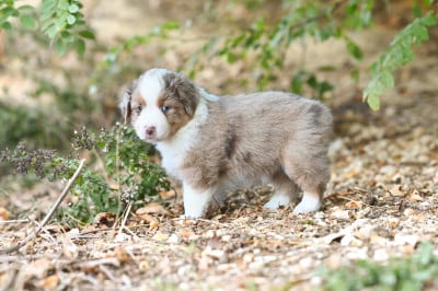Les chiots de Berger Américain Miniature 