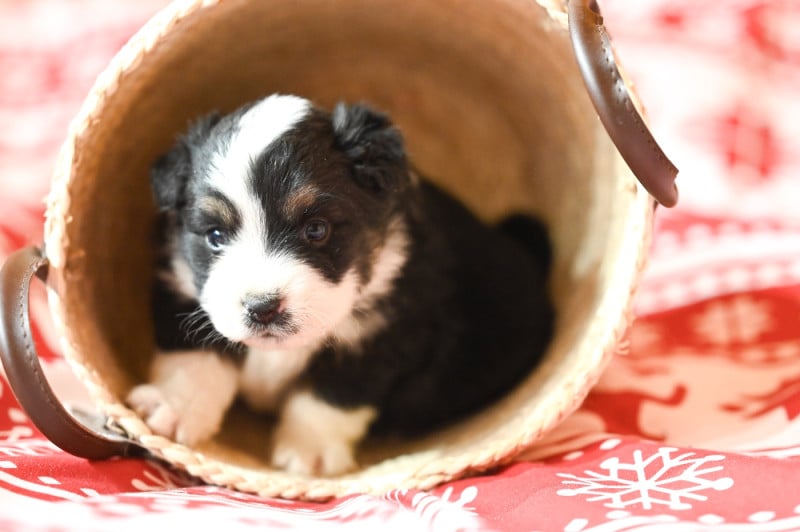 Berger Américain Miniature  - Mini's Red Mountain