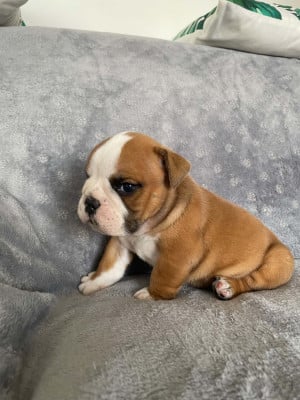 Les chiots de Bulldog Anglais