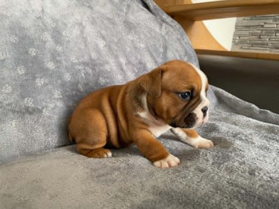 Les chiots de Bulldog Anglais