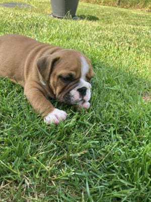 Les chiots de Bulldog Anglais