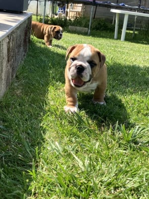 Les chiots de Bulldog Anglais