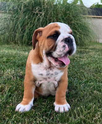 Les chiots de Bulldog Anglais