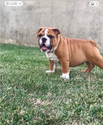 Les chiots de Bulldog Anglais
