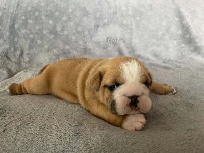 Les chiots de Bulldog Anglais