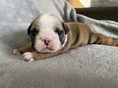 Les chiots de Bulldog Anglais