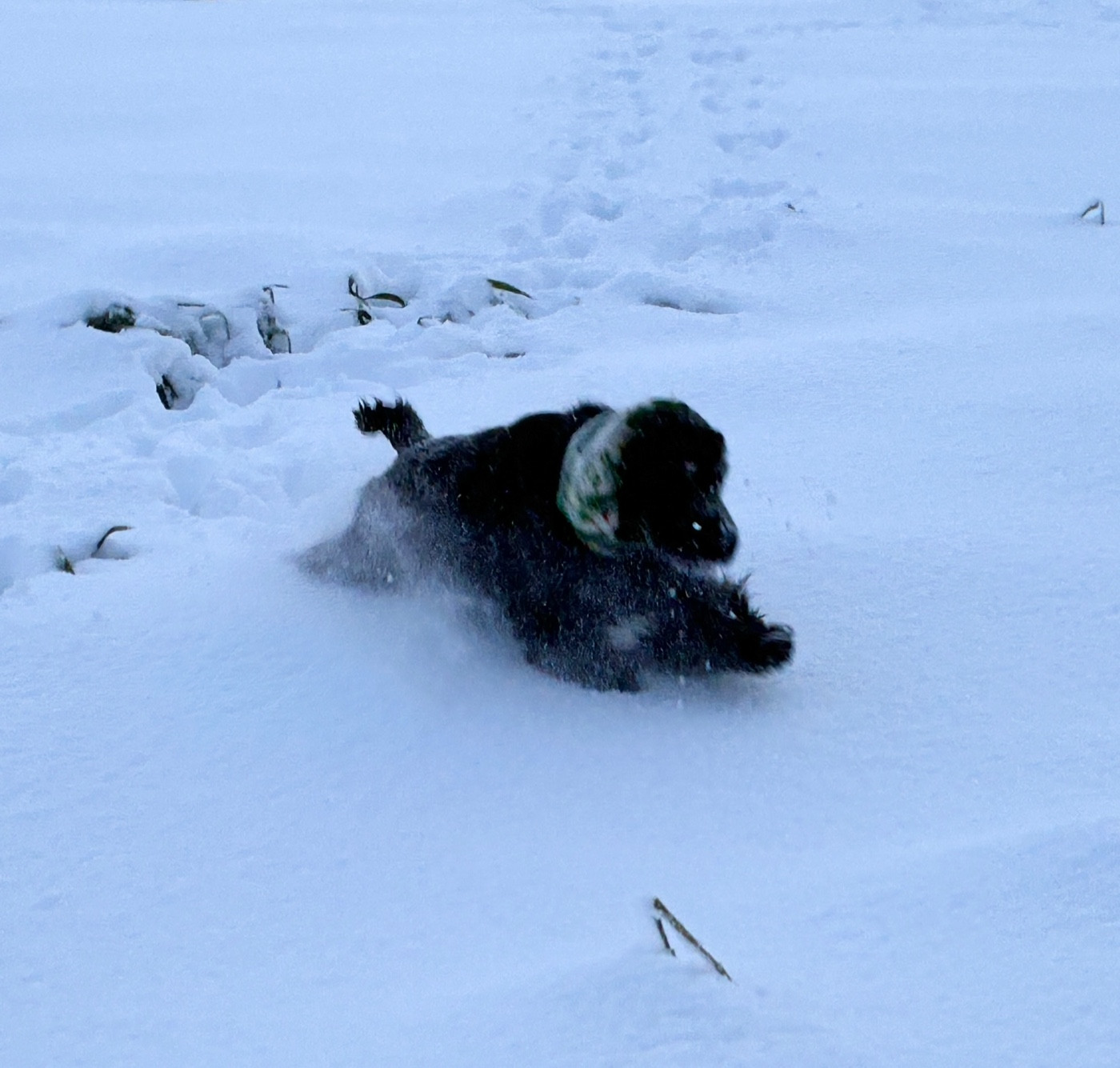 CH. Veni vidi vici canal des marais
