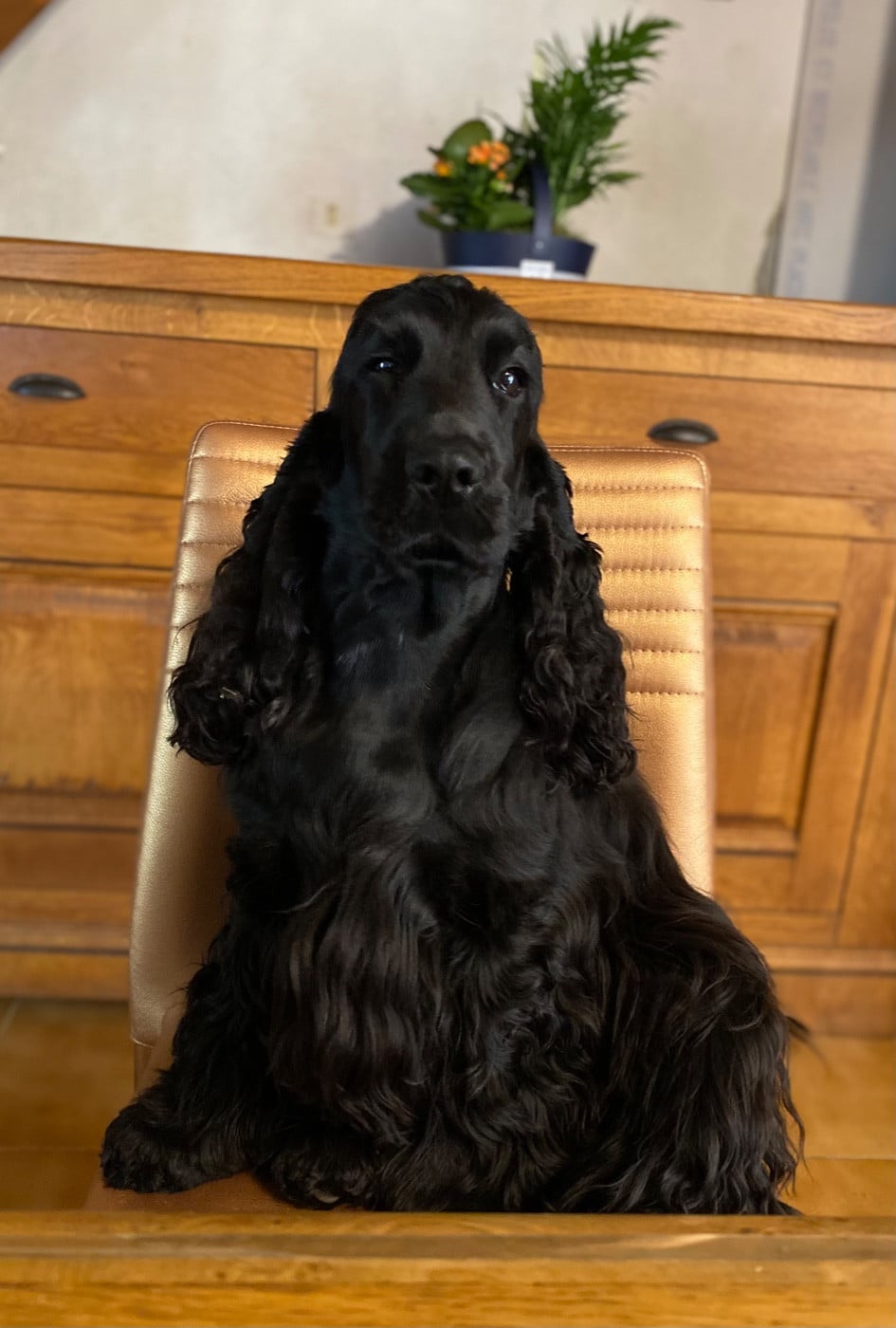 CH. Upscale du Bois d'Achelles