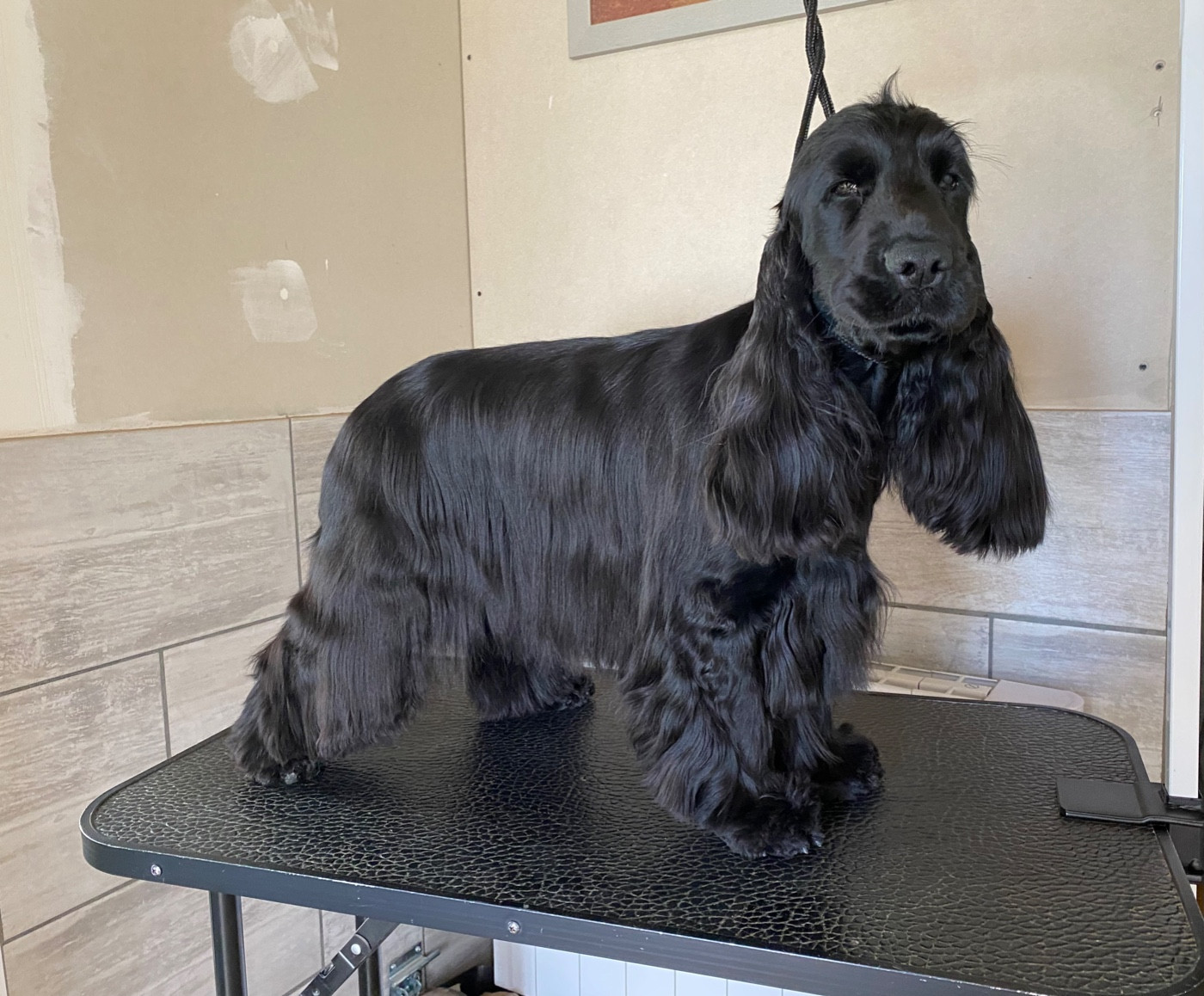 CH. Upscale du Bois d'Achelles