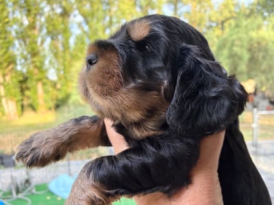 Les chiots de Cocker Spaniel Anglais
