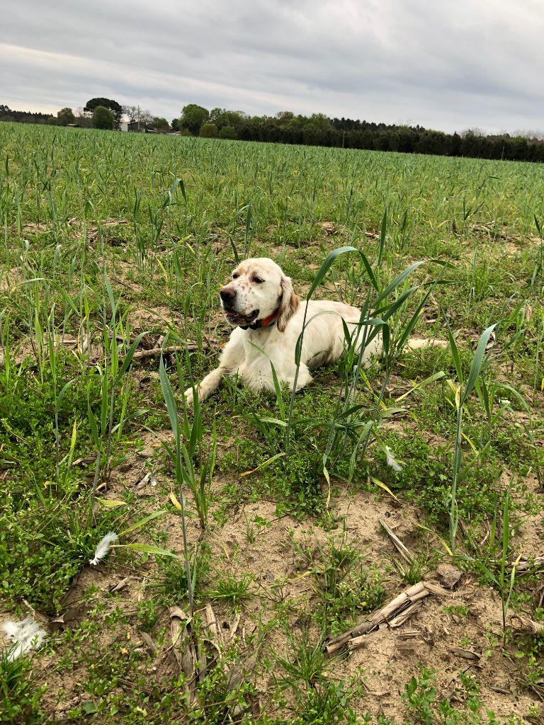 Publication : Du Chenil De Pépon Auteur : Vincent Castede