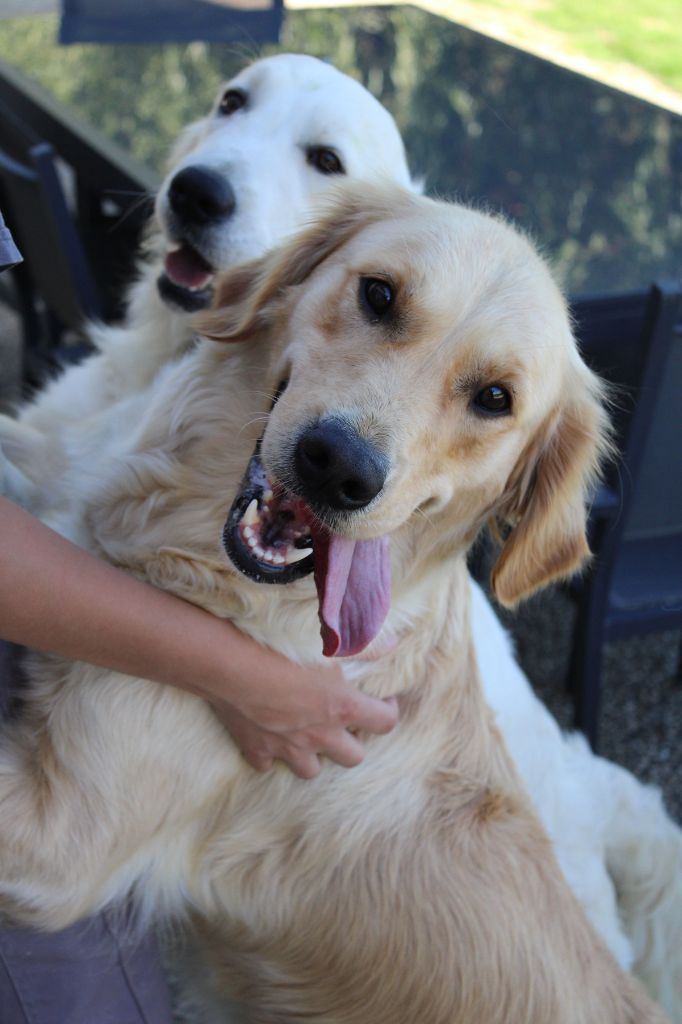 Talia Du Domaine d'Hyrule