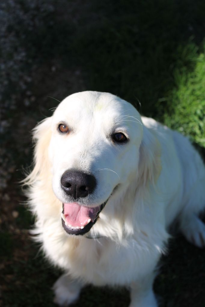 Vic du grand sénéchal