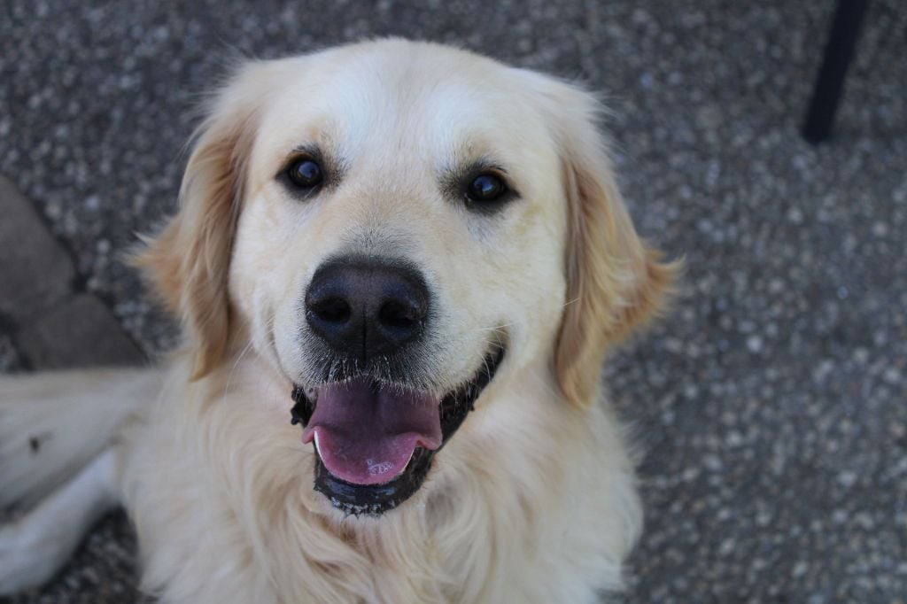 Saïko des  jardins d'epona