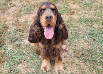 Des Plumes D'Orphée