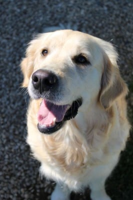 Des Plumes D'Orphée