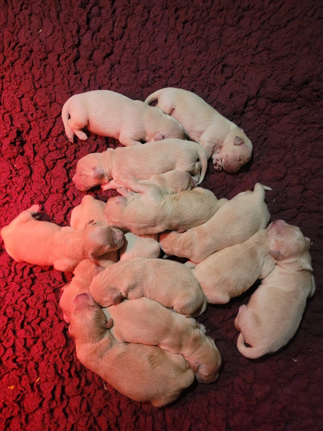 Golden Retriever - Des Plumes D'Orphée