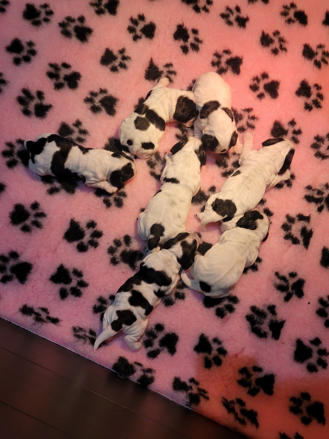 Cocker Spaniel Anglais - Des Plumes D'Orphée