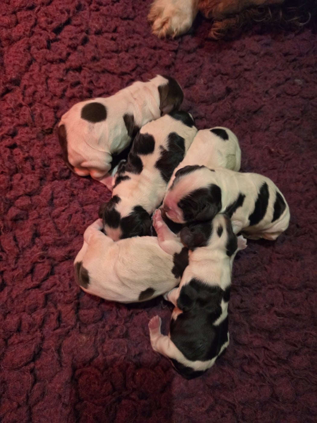 Cocker Spaniel Anglais - Des Plumes D'Orphée