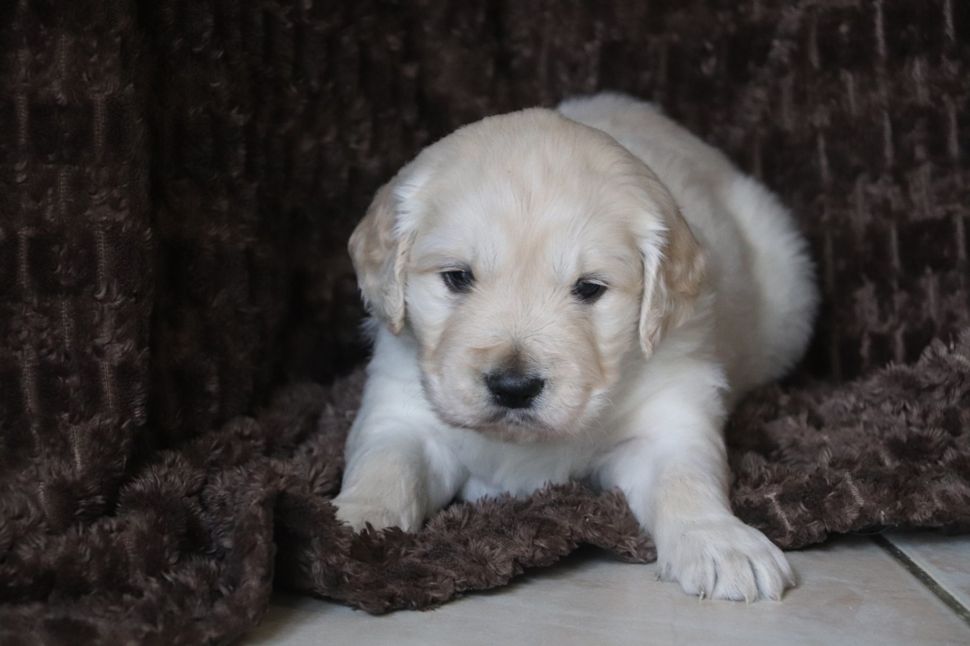 Golden Retriever - Des Plumes D'Orphée