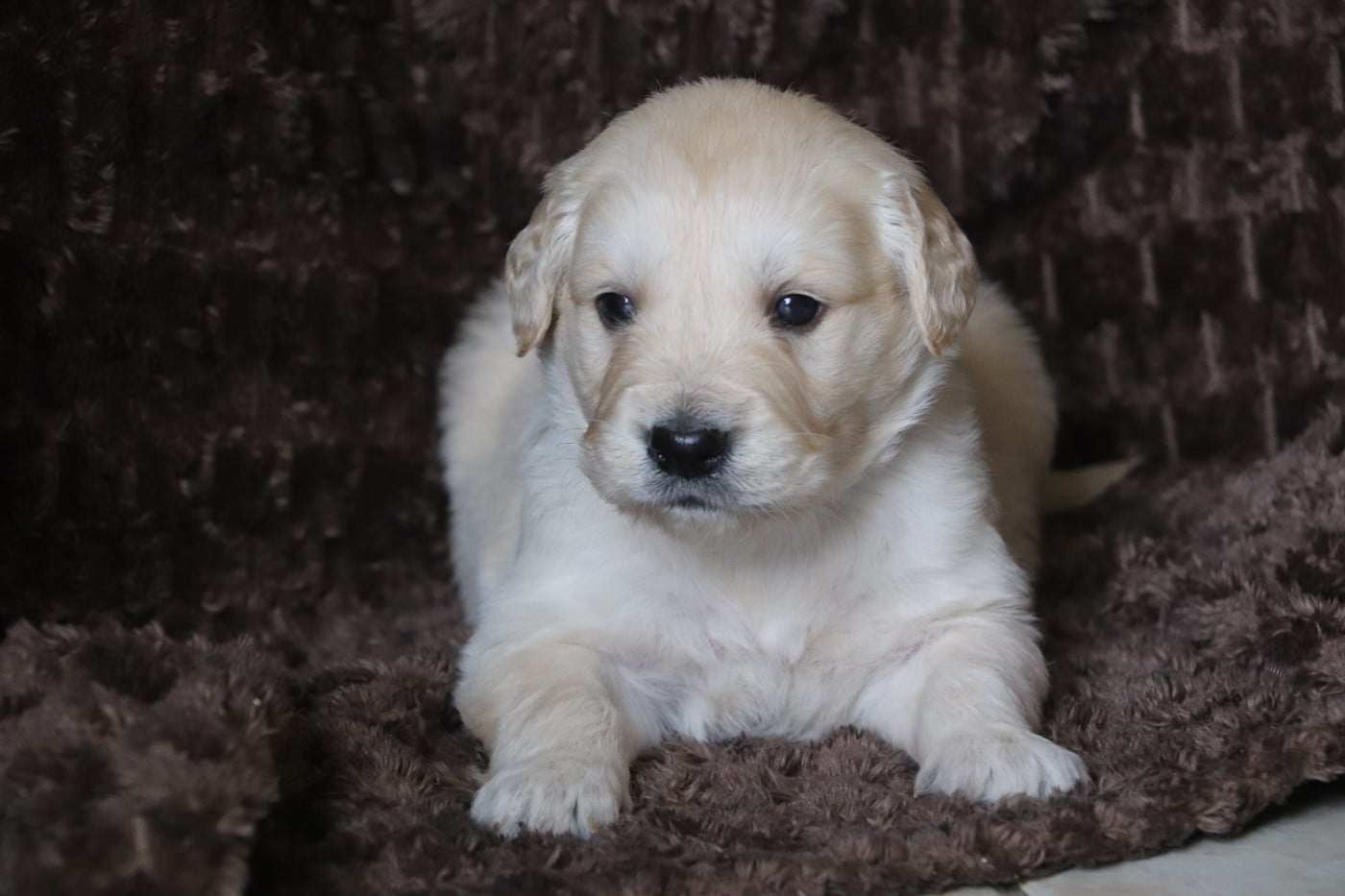 Golden Retriever - Des Plumes D'Orphée