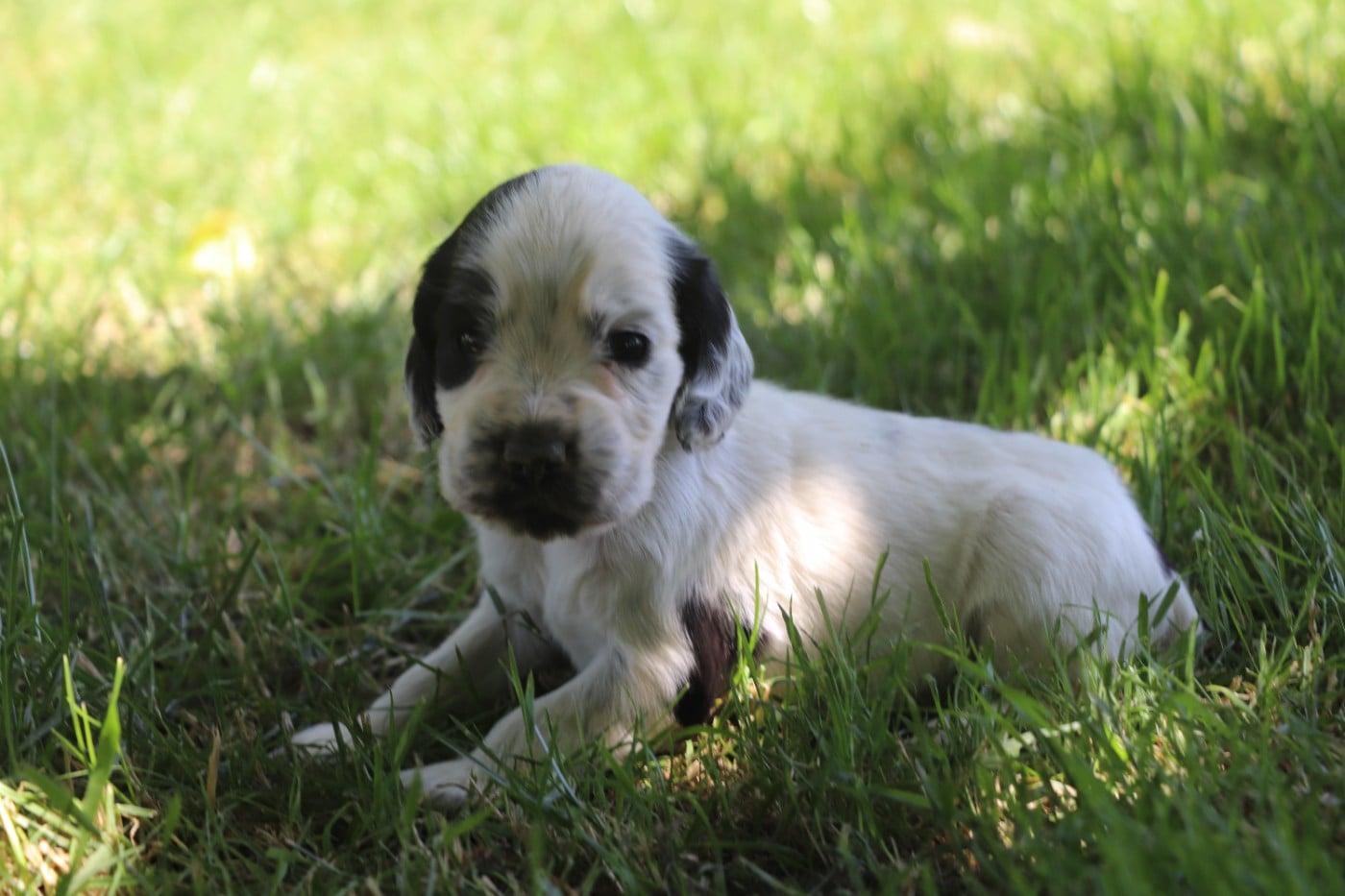 Cocker Spaniel Anglais - Des Plumes D'Orphée