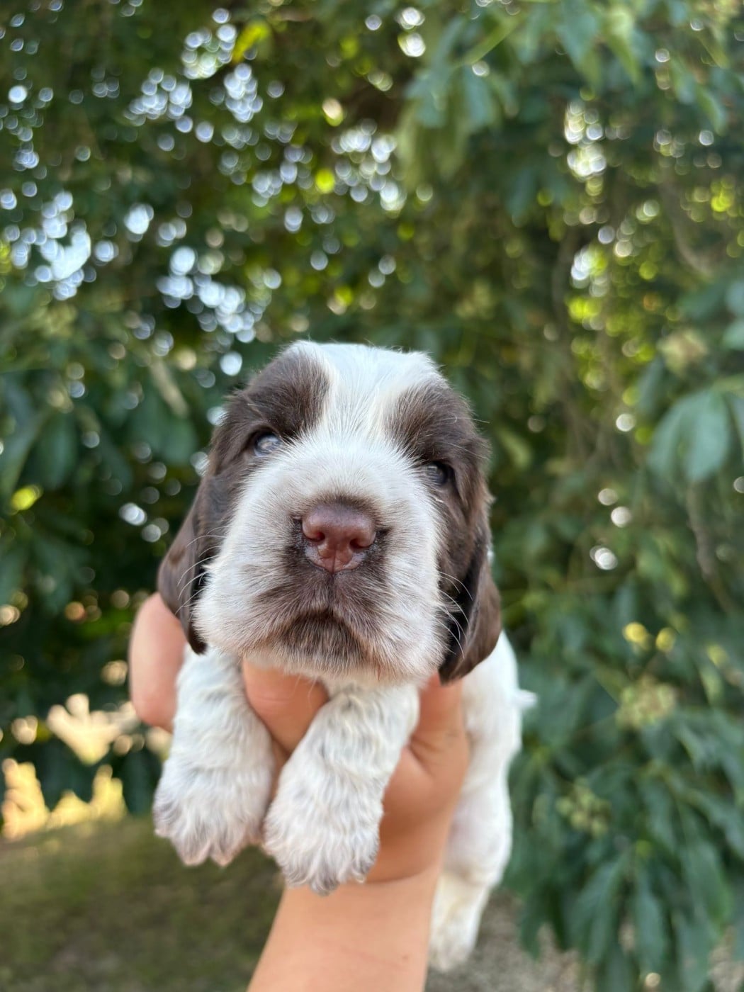 Cocker Spaniel Anglais - Des Plumes D'Orphée