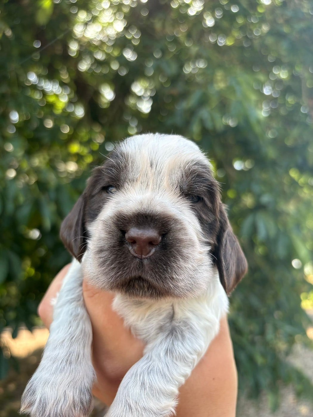 FEMELLE 5 - Cocker Spaniel Anglais