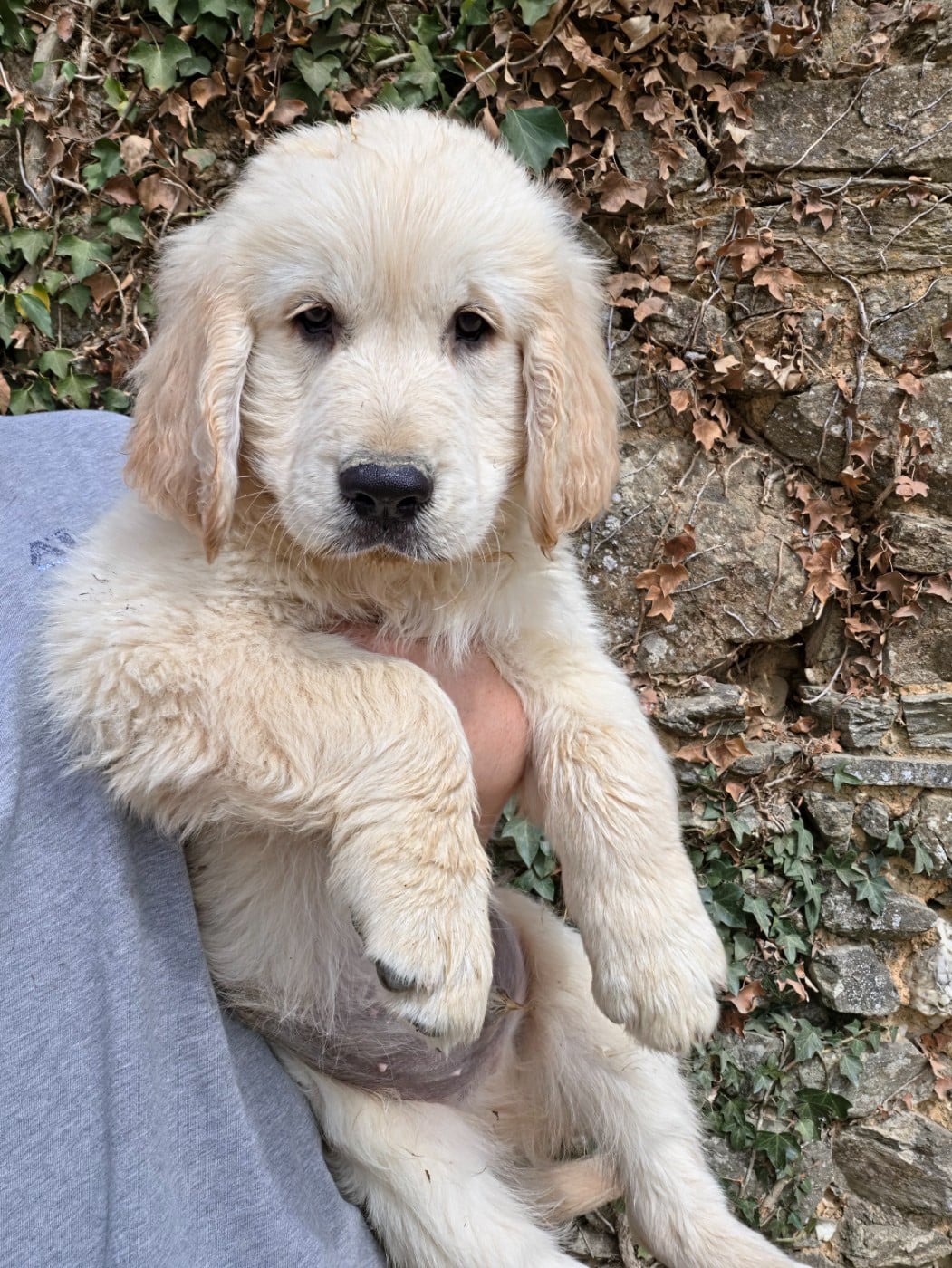 Golden Retriever - Des Plumes D'Orphée