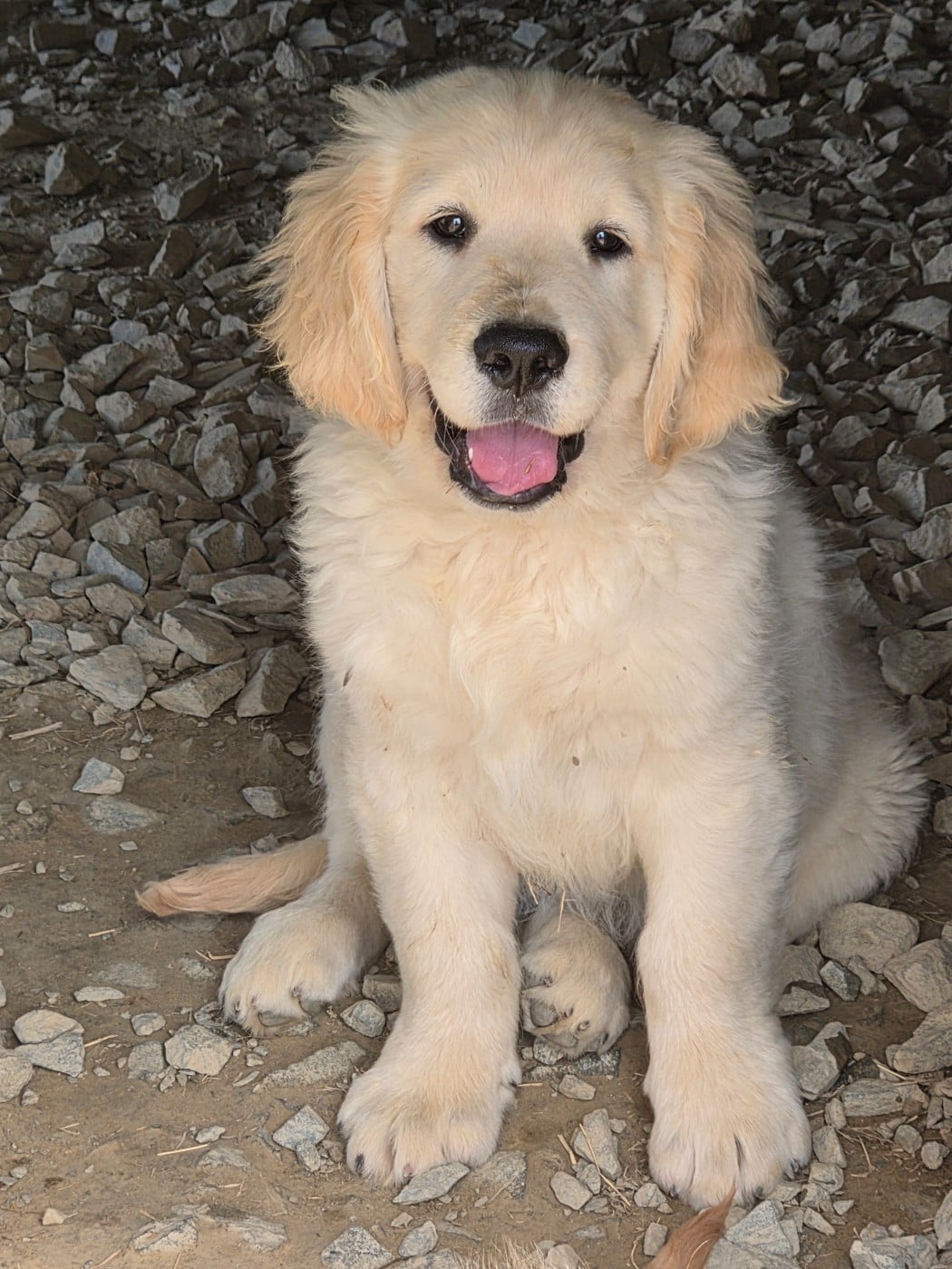 Golden Retriever - Des Plumes D'Orphée
