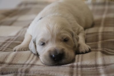 Les chiots de Golden Retriever