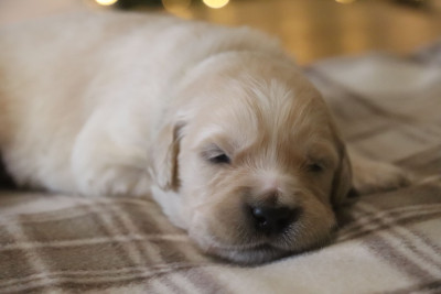 Les chiots de Golden Retriever