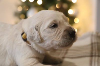 Les chiots de Golden Retriever