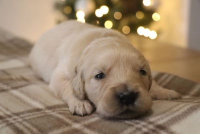 Les chiots de Golden Retriever