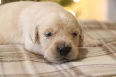Les chiots de Golden Retriever