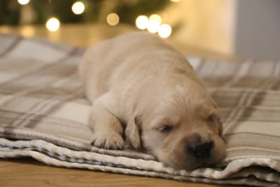 Les chiots de Golden Retriever