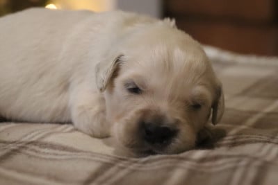 Les chiots de Golden Retriever