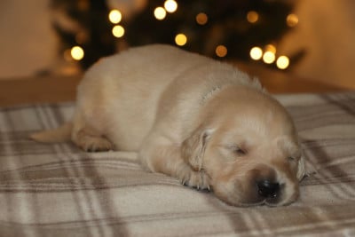 Les chiots de Golden Retriever