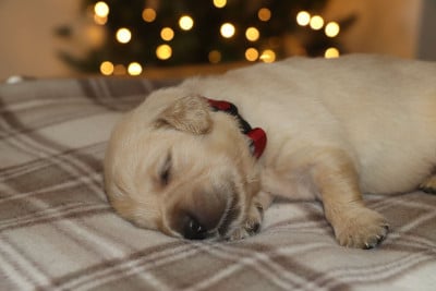 Les chiots de Golden Retriever