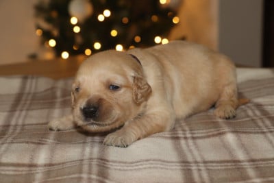 Les chiots de Golden Retriever