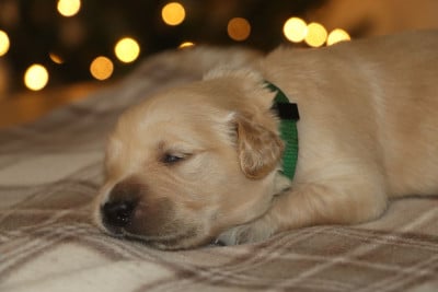 Les chiots de Golden Retriever